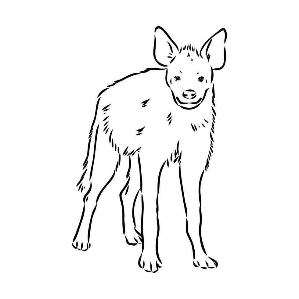 hyena vector sketch