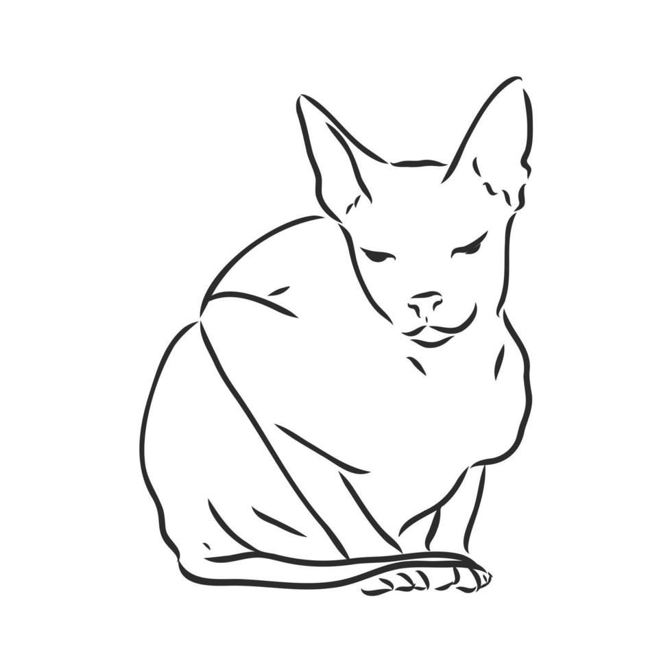 sphinx cat vector sketch