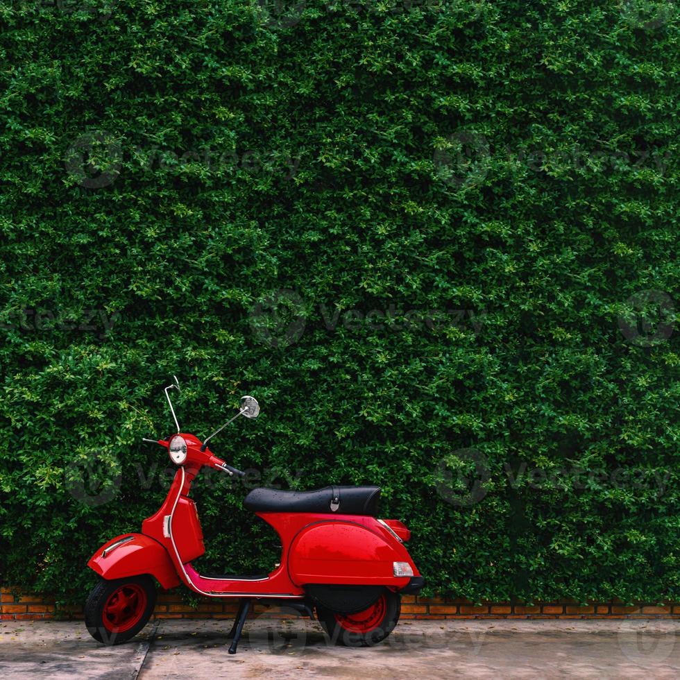 Red retro scooter parked on street side with green leaves wall. photo