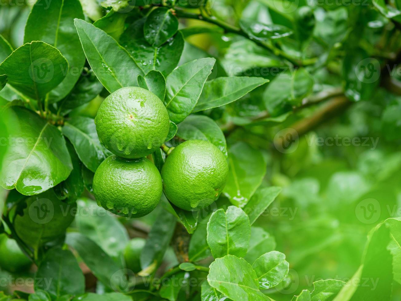 Green lime trees in the farm. photo