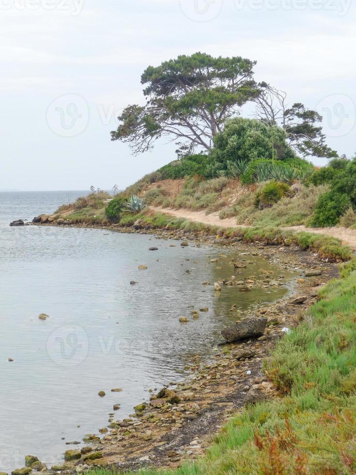 coast with sea and tree photo