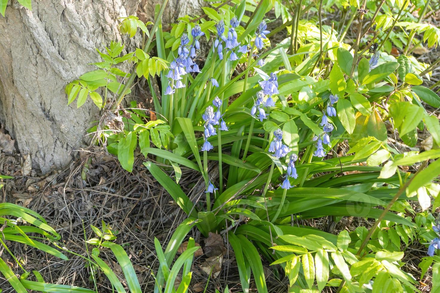 blue flowers in the spring at awall photo