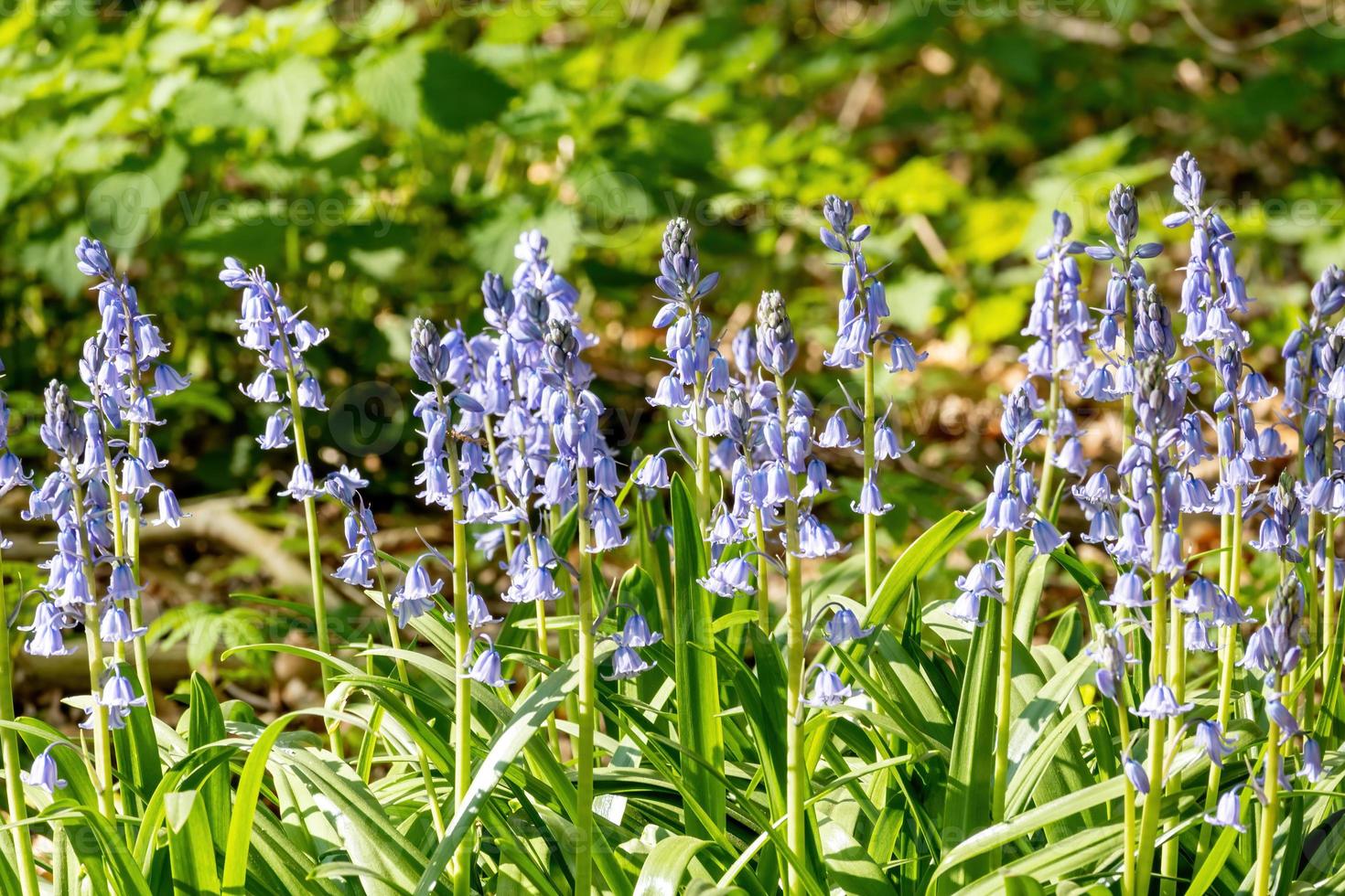 blue flowering forget-me-not Myosotis in springtime photo