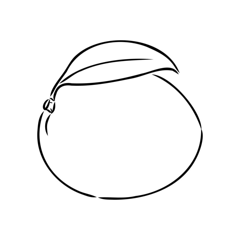 dibujo vectorial de mango vector