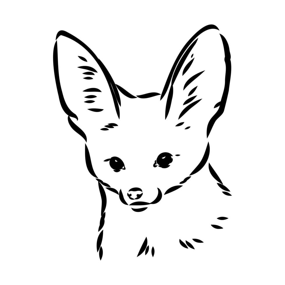 fox fenek vector sketch