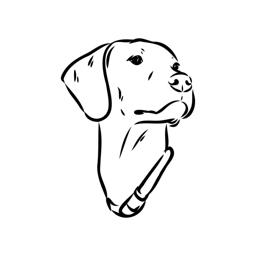 pointer dog vector sketch