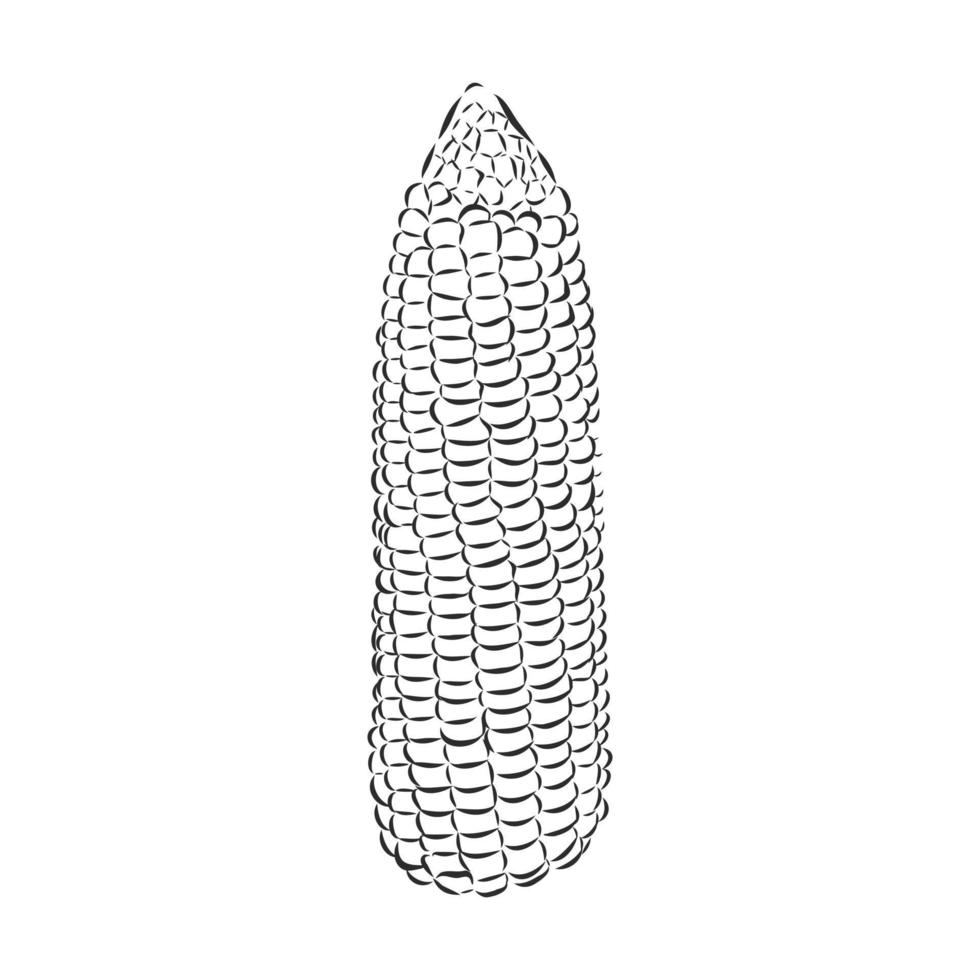 corn vector sketch