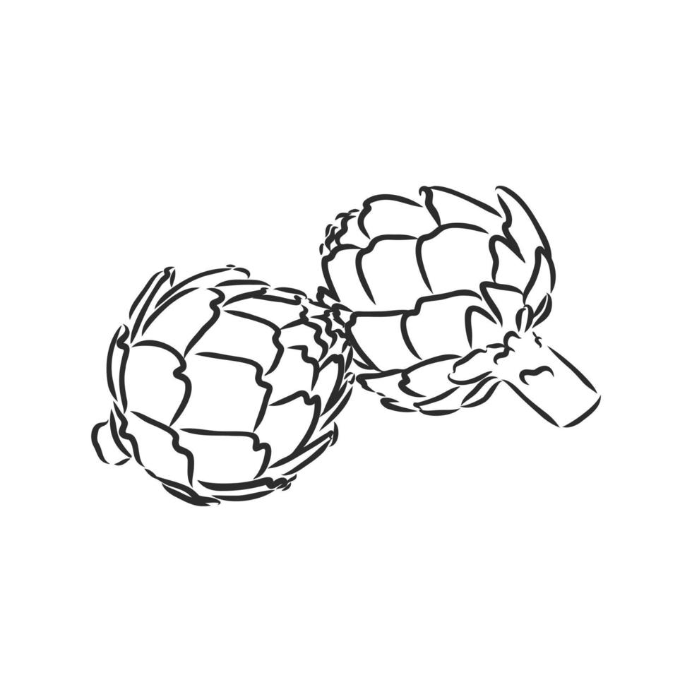 artichoke vector sketch