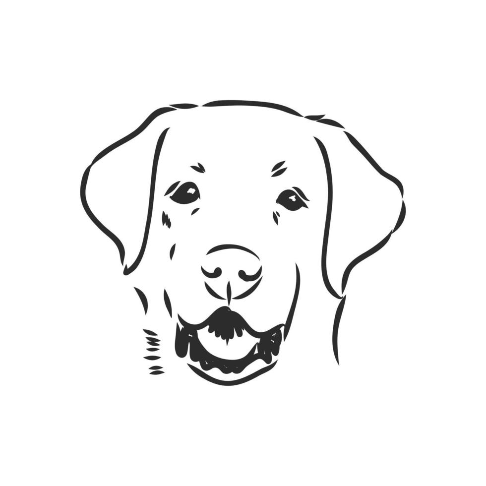 labrador vector sketch