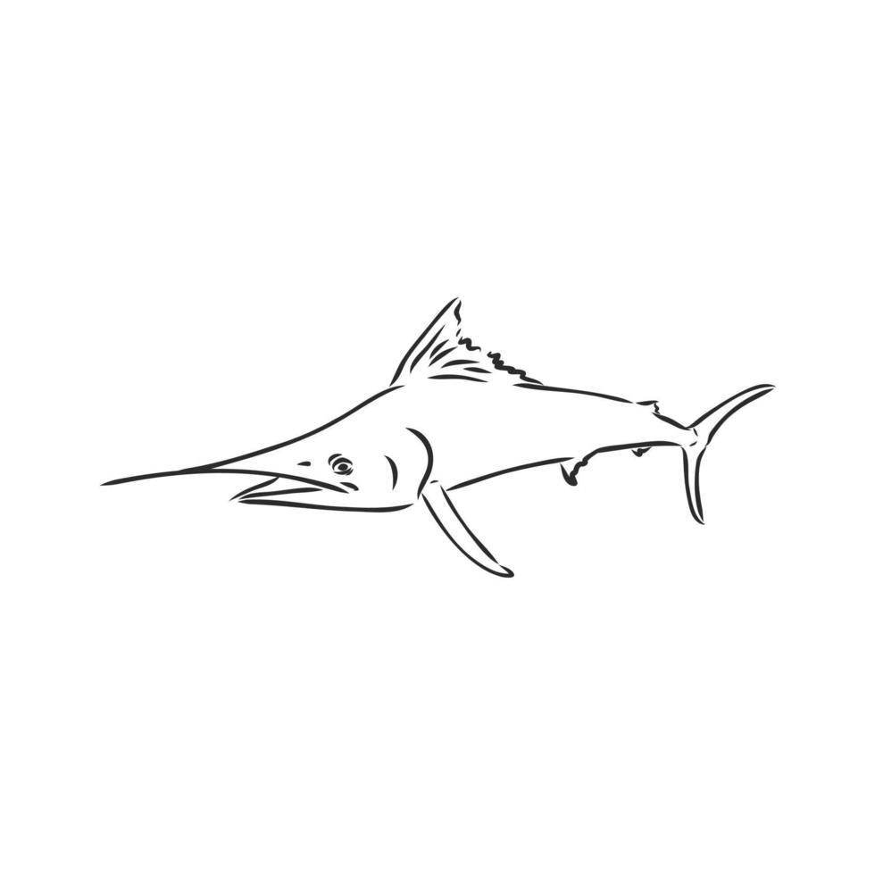 marlin vector sketch