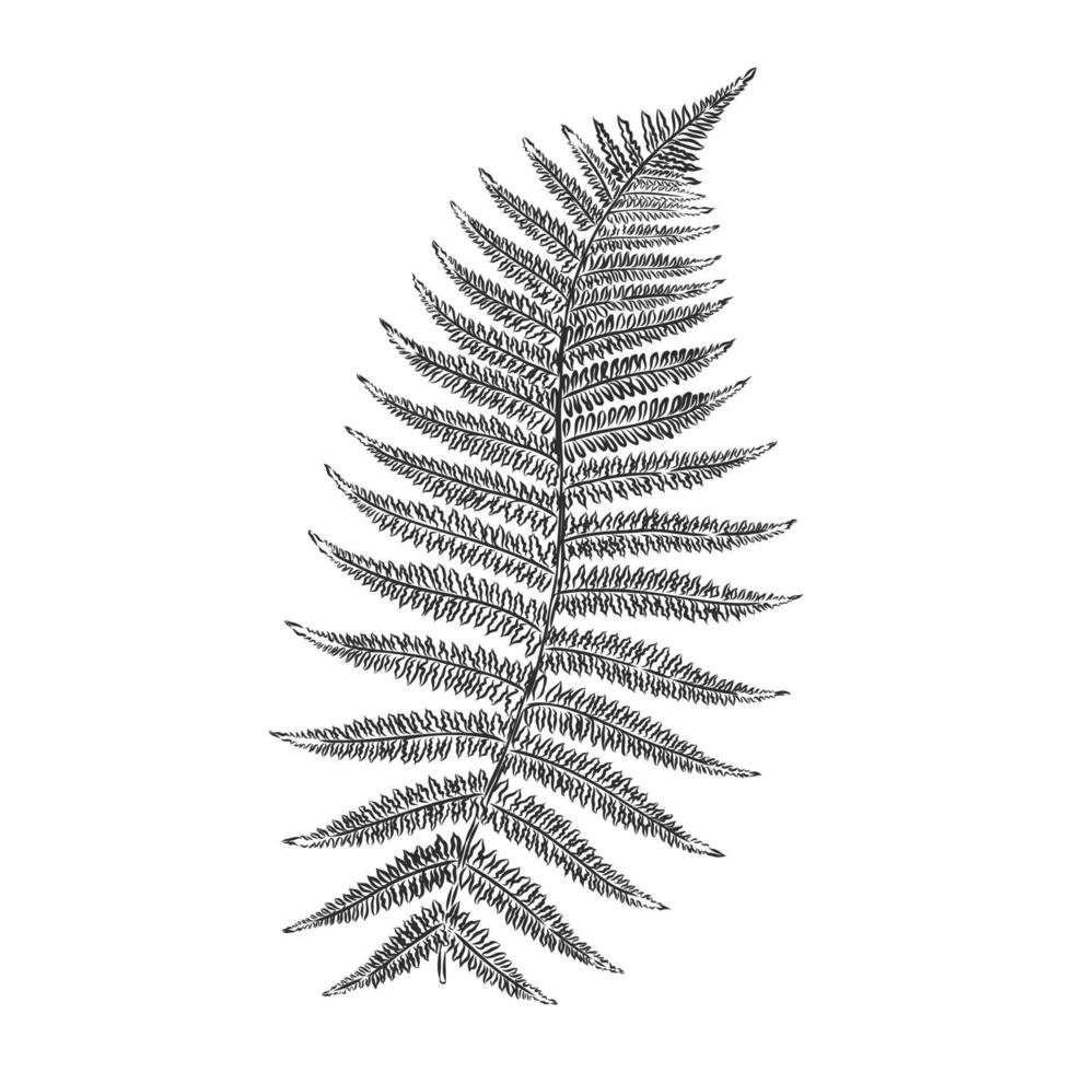 fern leaf vector sketch