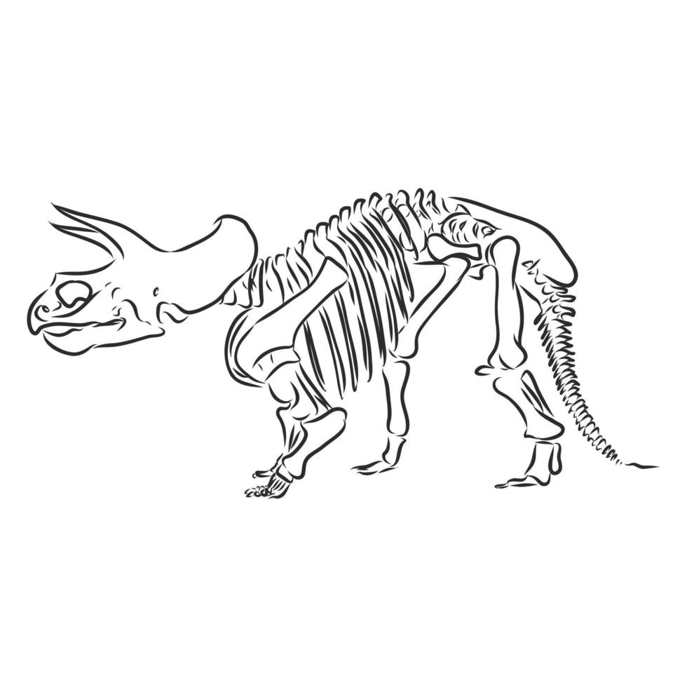 dinosaur skeleton vector sketch