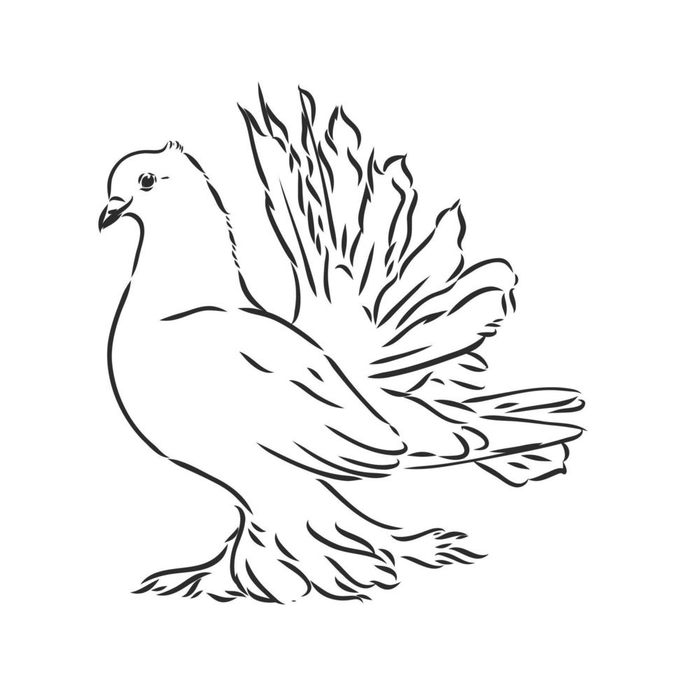 purebred pigeon vector sketch