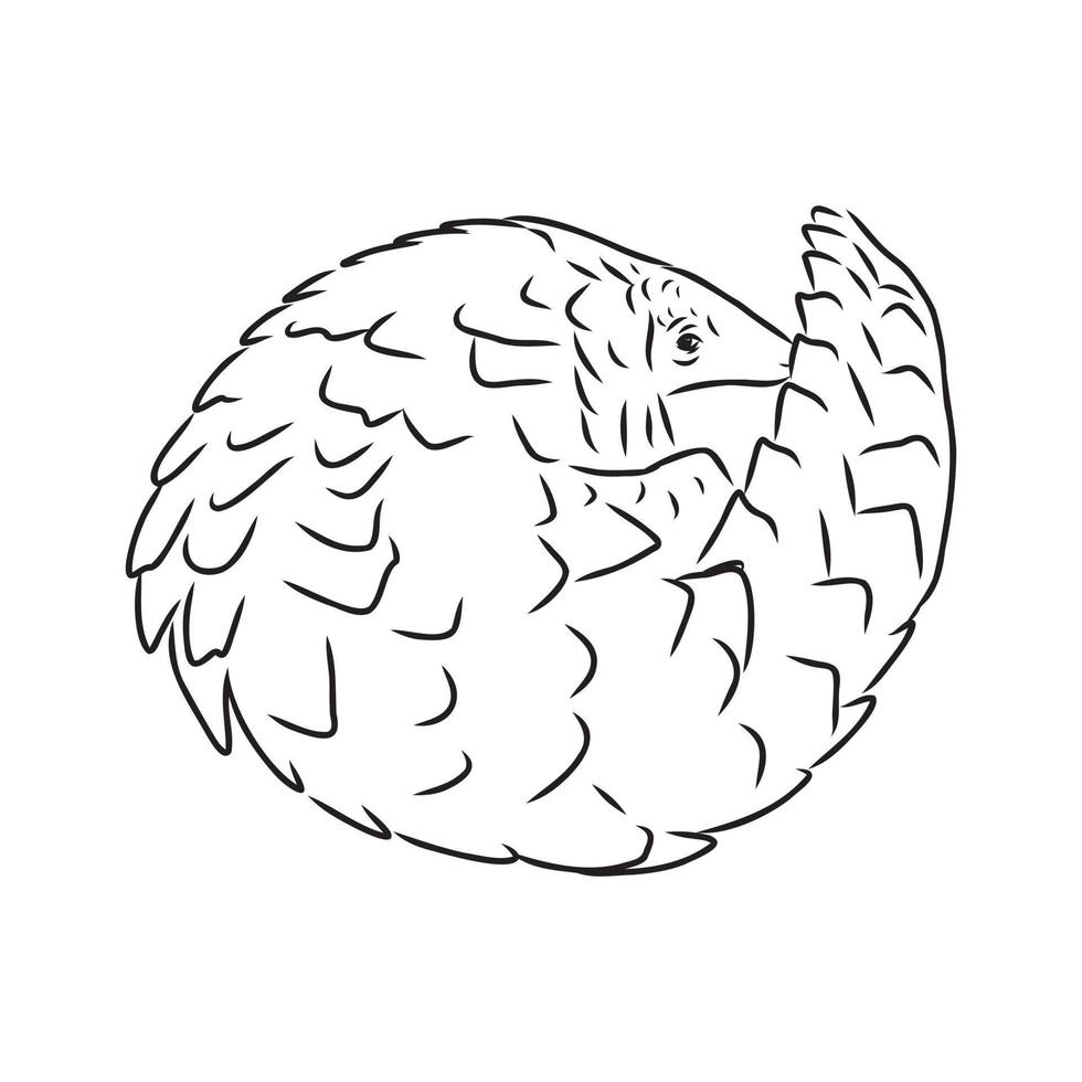 pangolin vector sketch
