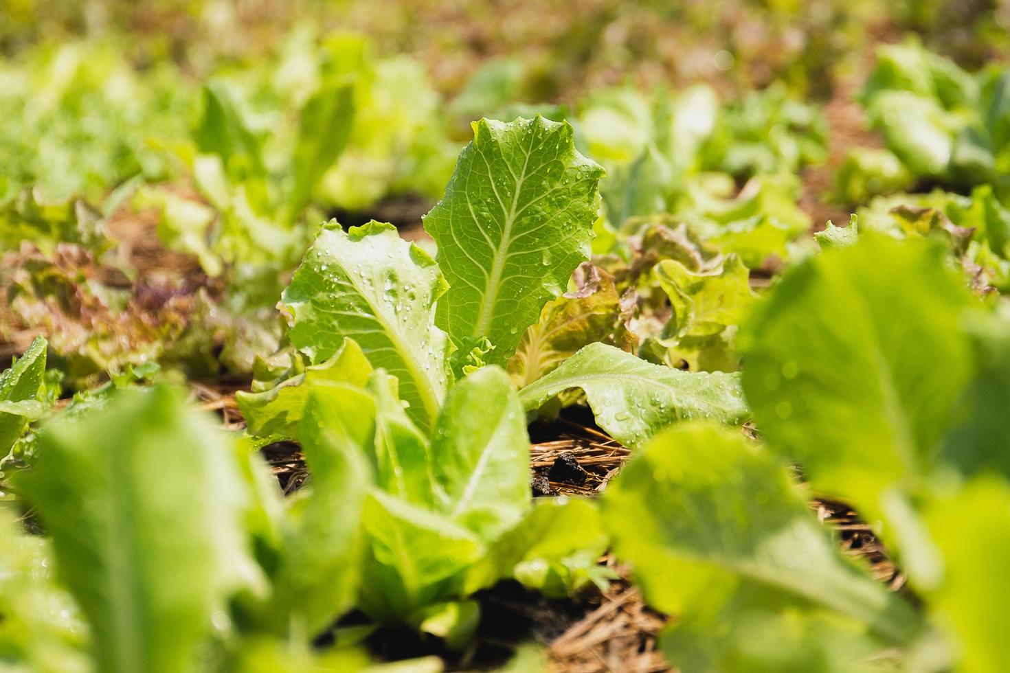 Close up of fresh green lettuce plant with water drop. photo