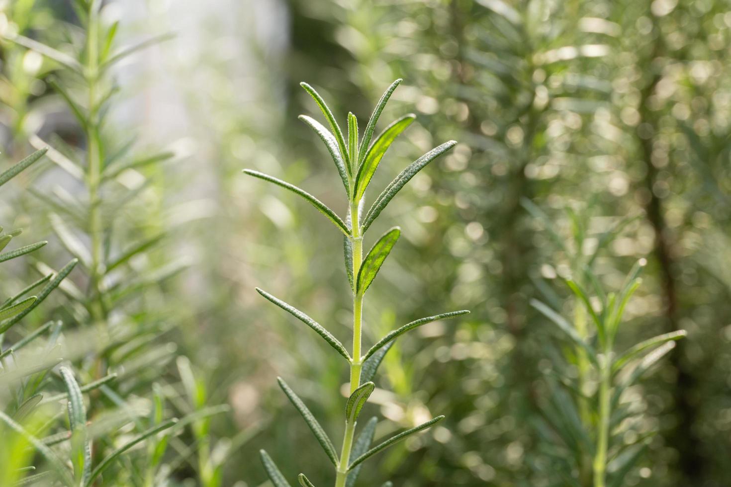 Close up fresh rosemary stem in the garden. photo