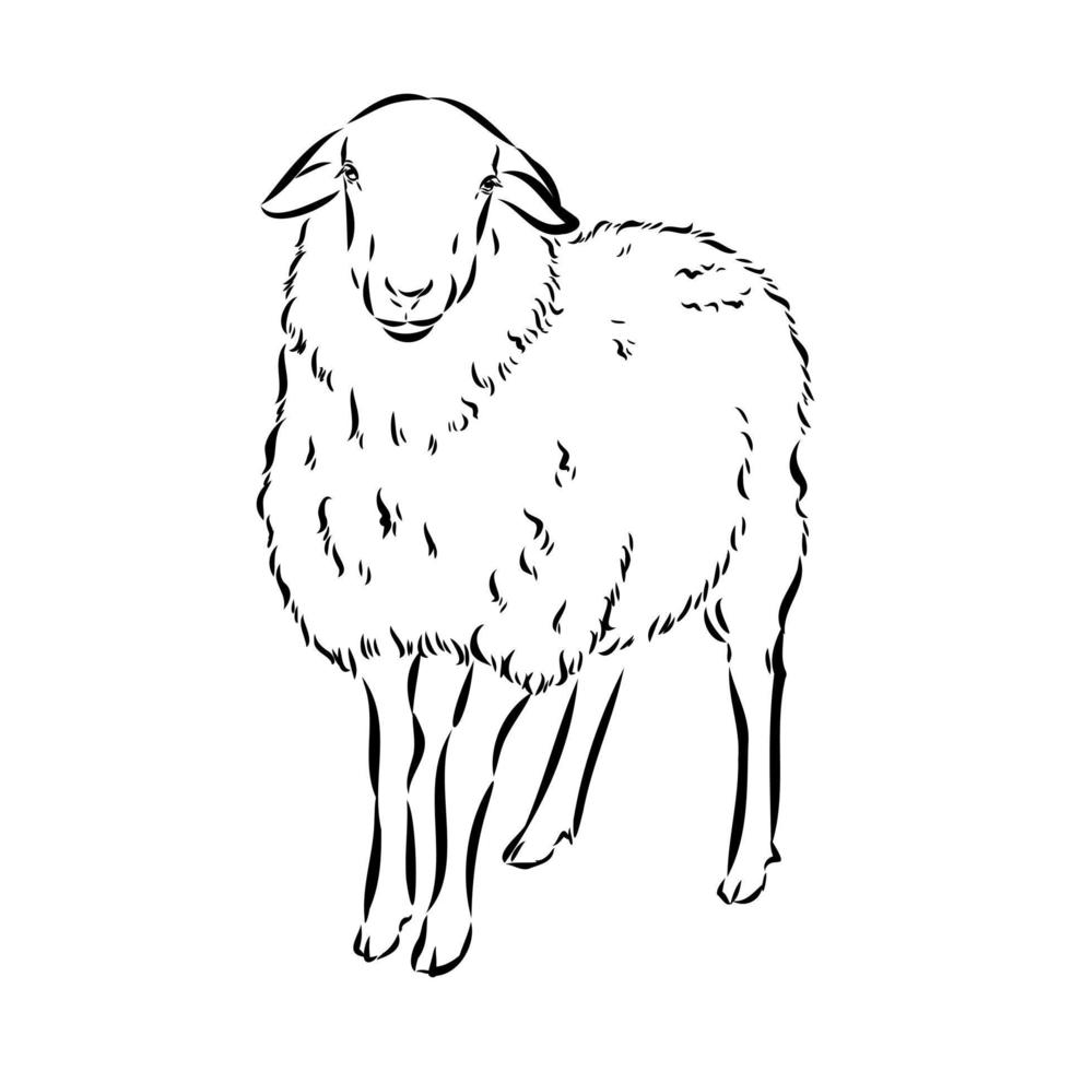 sheep vector sketch