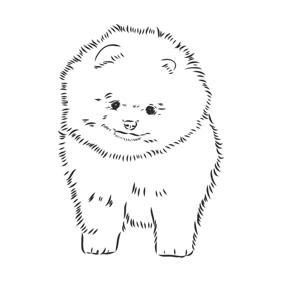 bosquejo del vector de pomerania