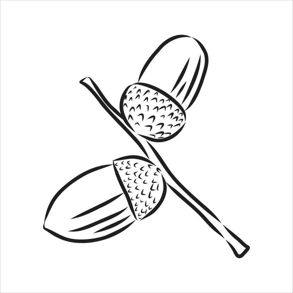 acorn vector sketch