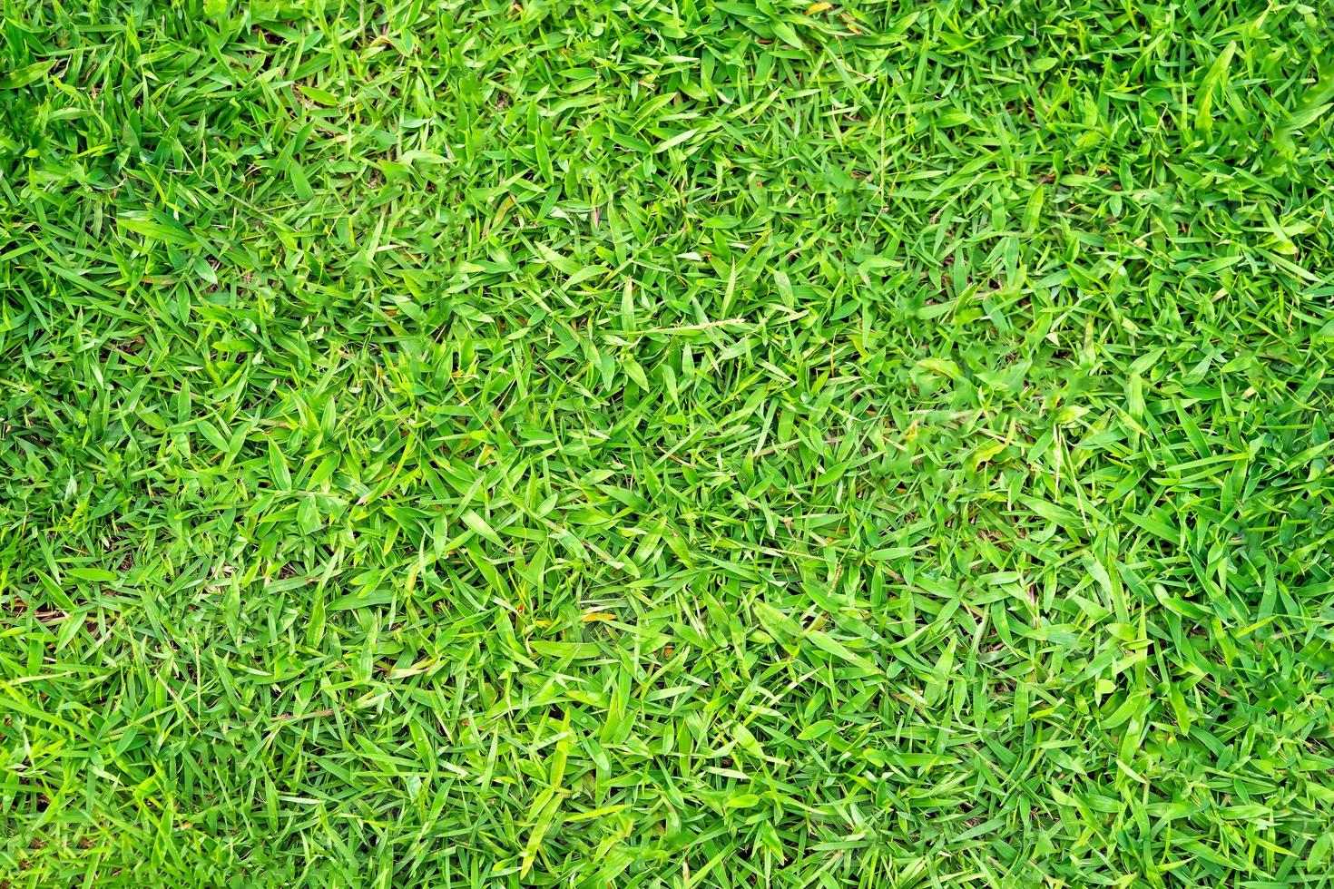 Green grass texture for background. Green lawn pattern and texture background. photo