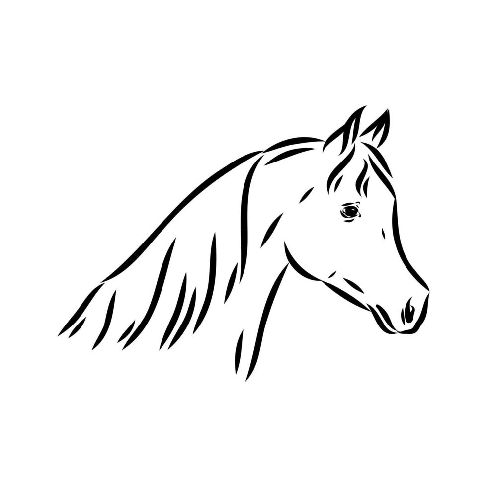 dibujo vectorial de caballo árabe vector