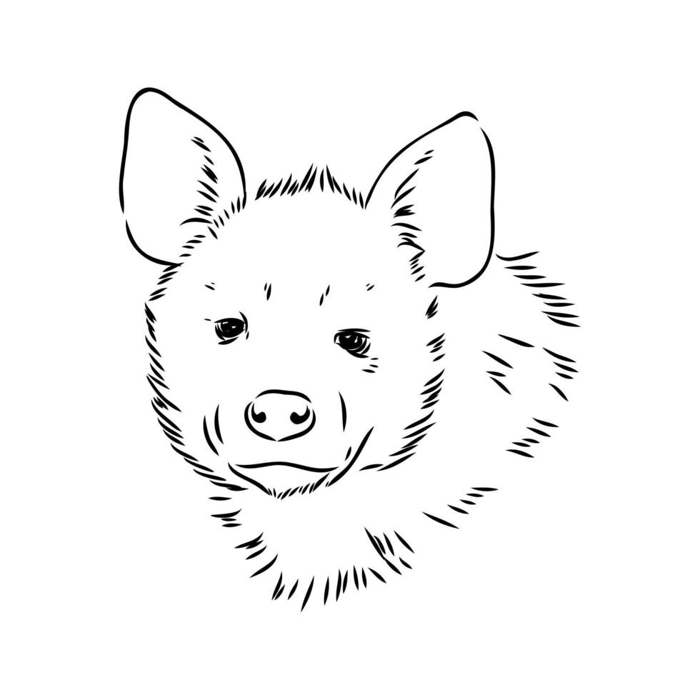 hyena vector sketch