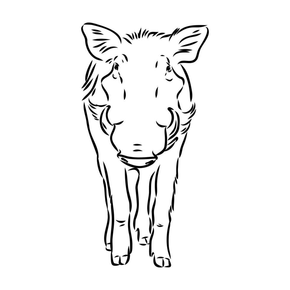 warthog vector sketch