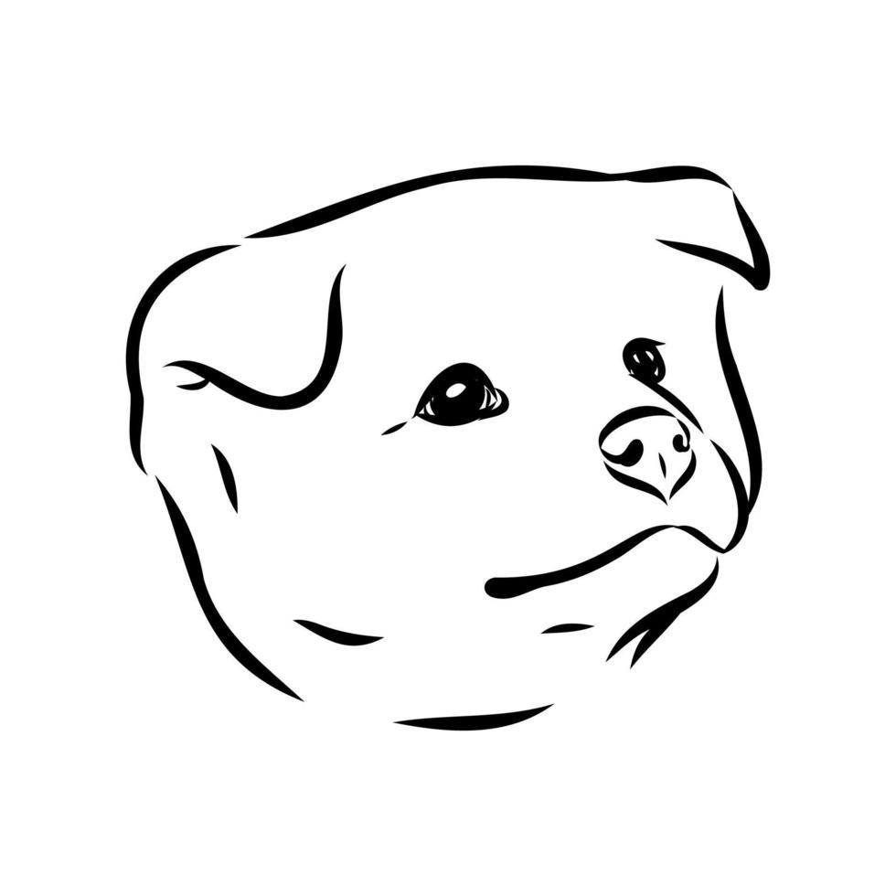 akita inu dog vector sketch
