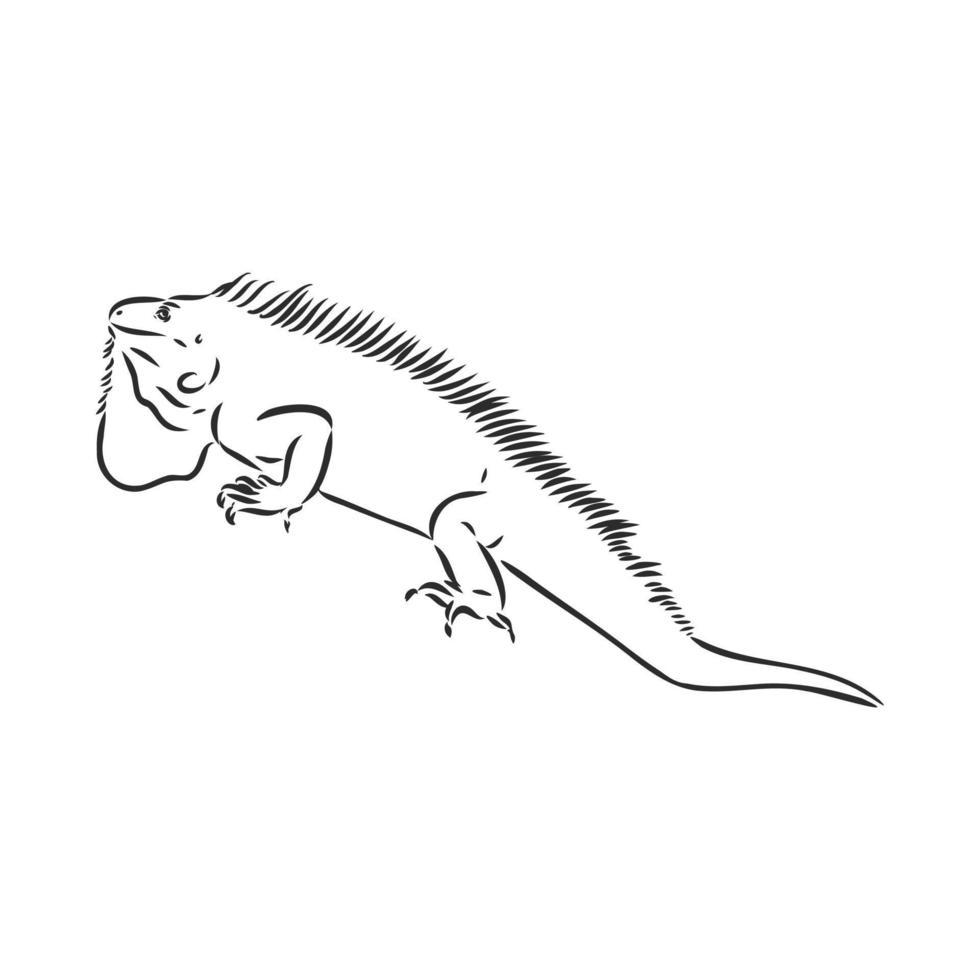 dibujo vectorial de iguana vector