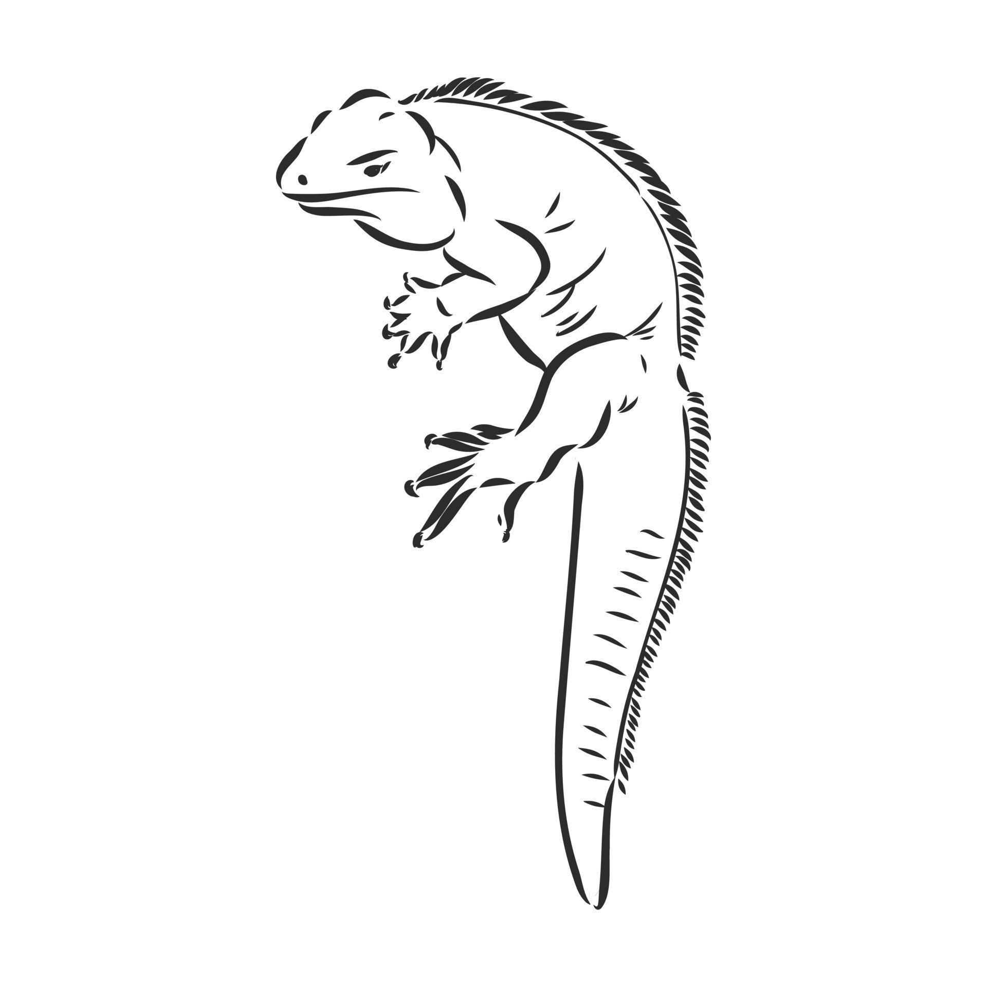 iguana vector sketch 7312819 Vector Art at Vecteezy