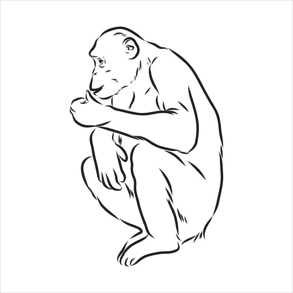 chimpanzee vector sketch