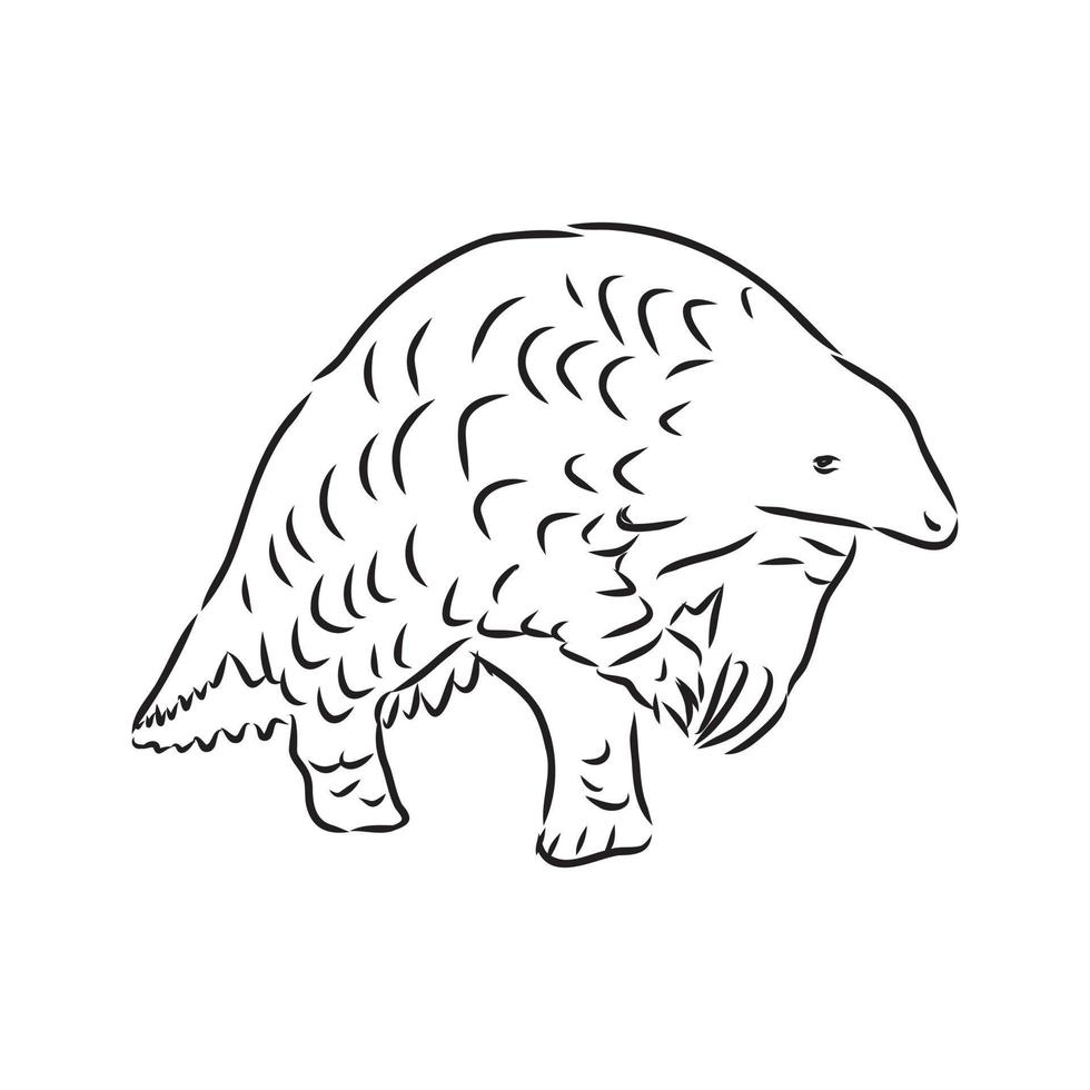 pangolin vector sketch