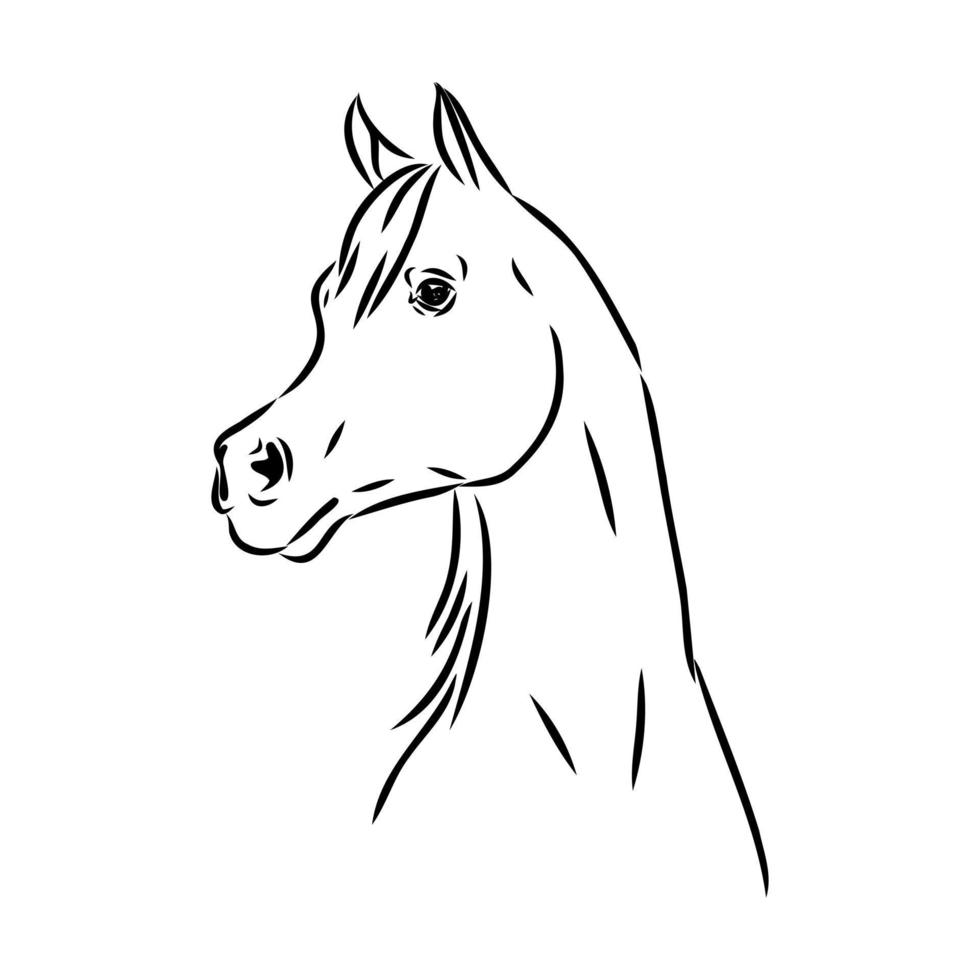 dibujo vectorial de caballo árabe vector