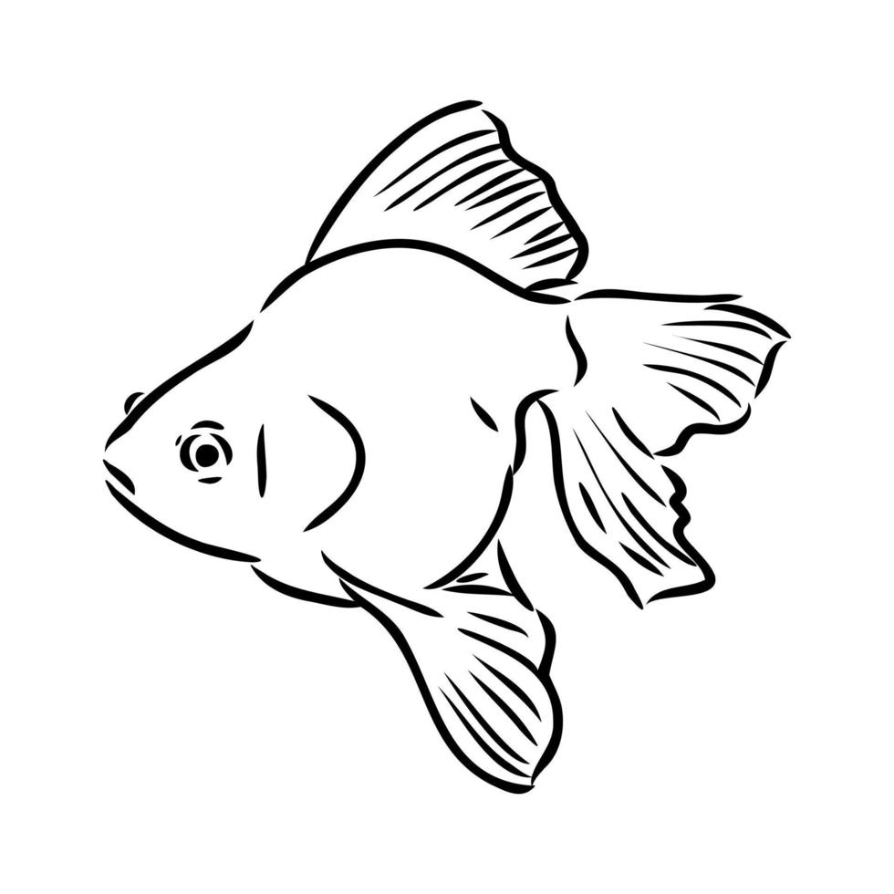 aquarium fish vector sketch