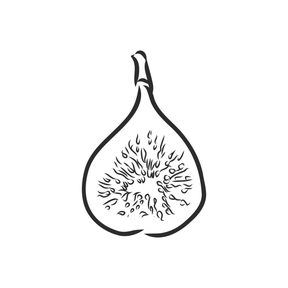 fig vector sketch