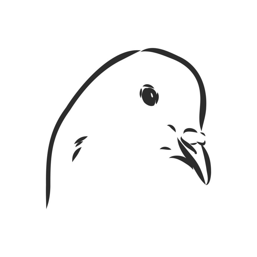 pigeon vector sketch