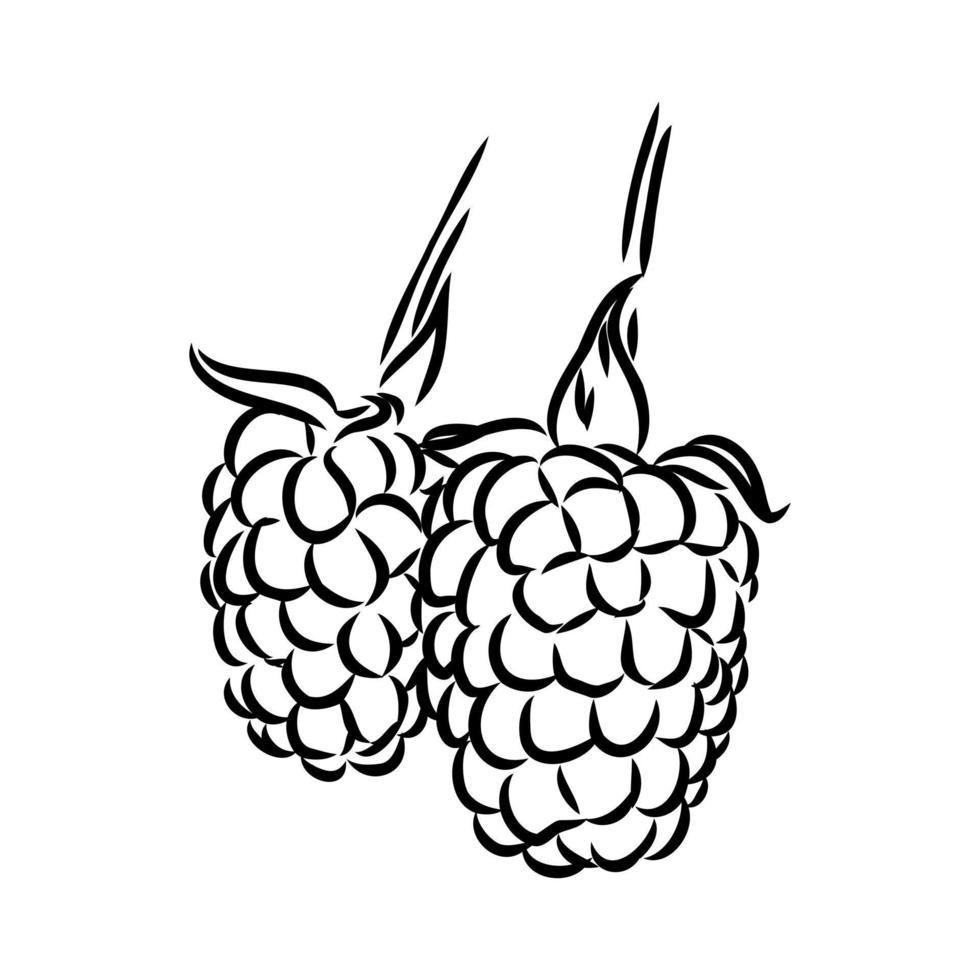 raspberry vector sketch