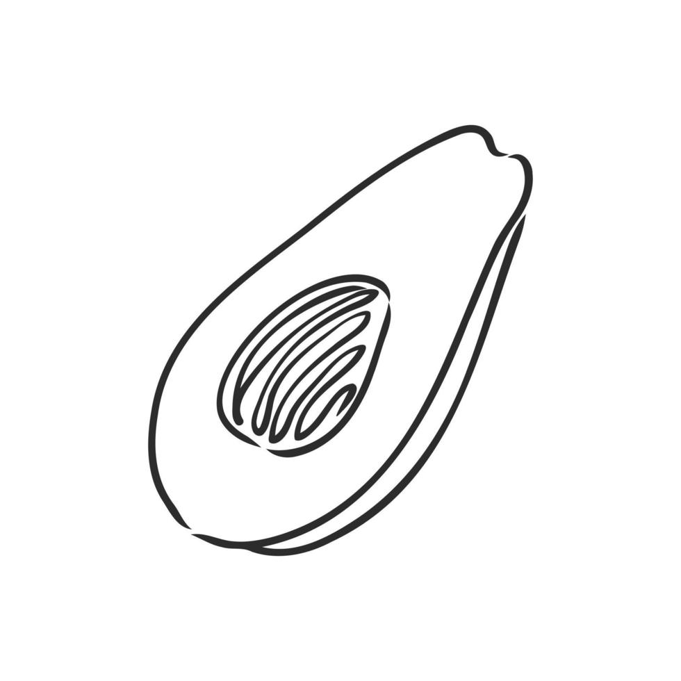 avocado vector sketch