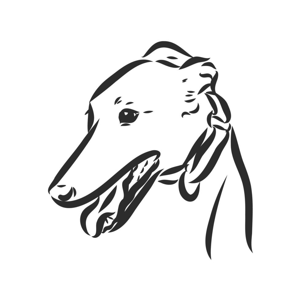 greyhound vector sketch