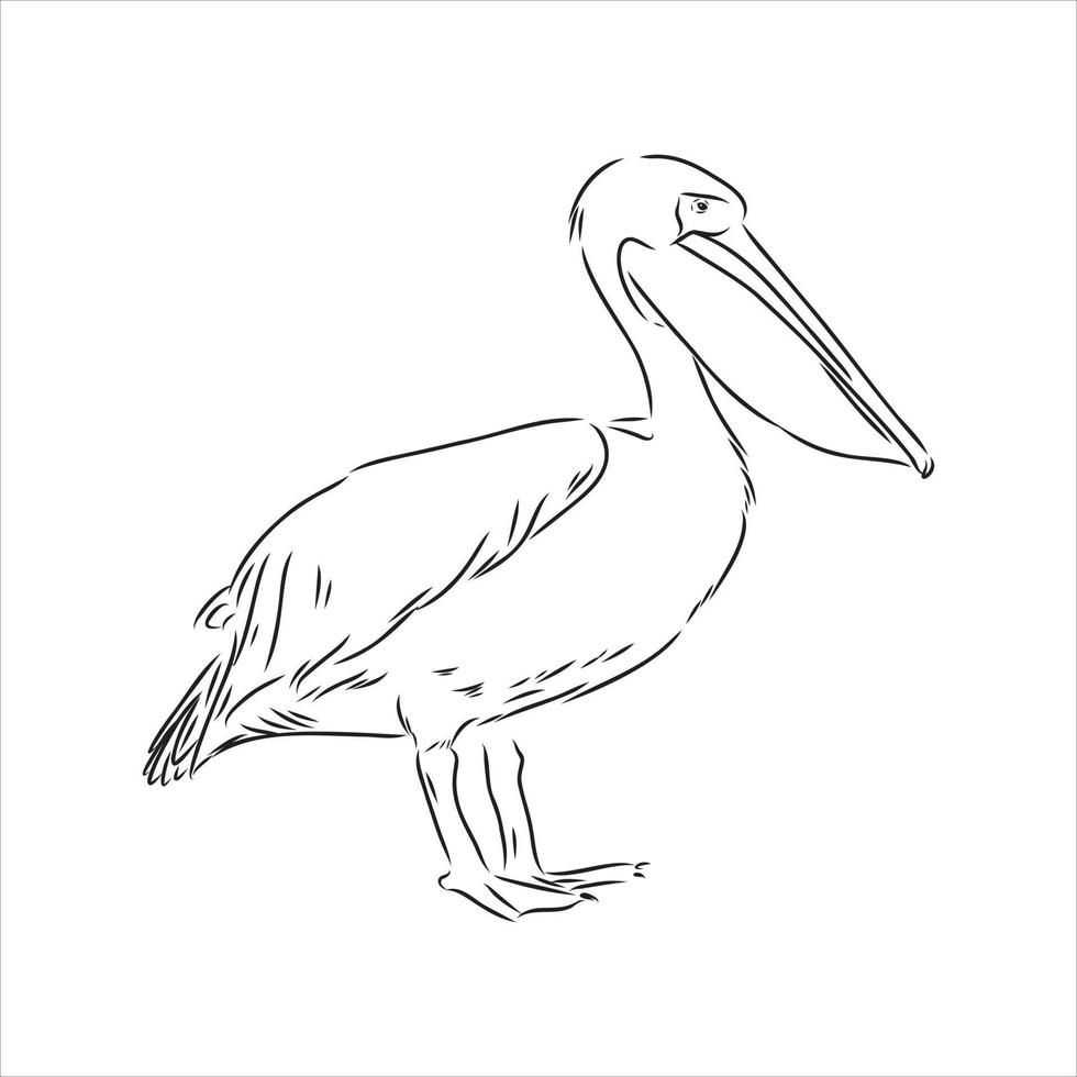 pelican vector sketch