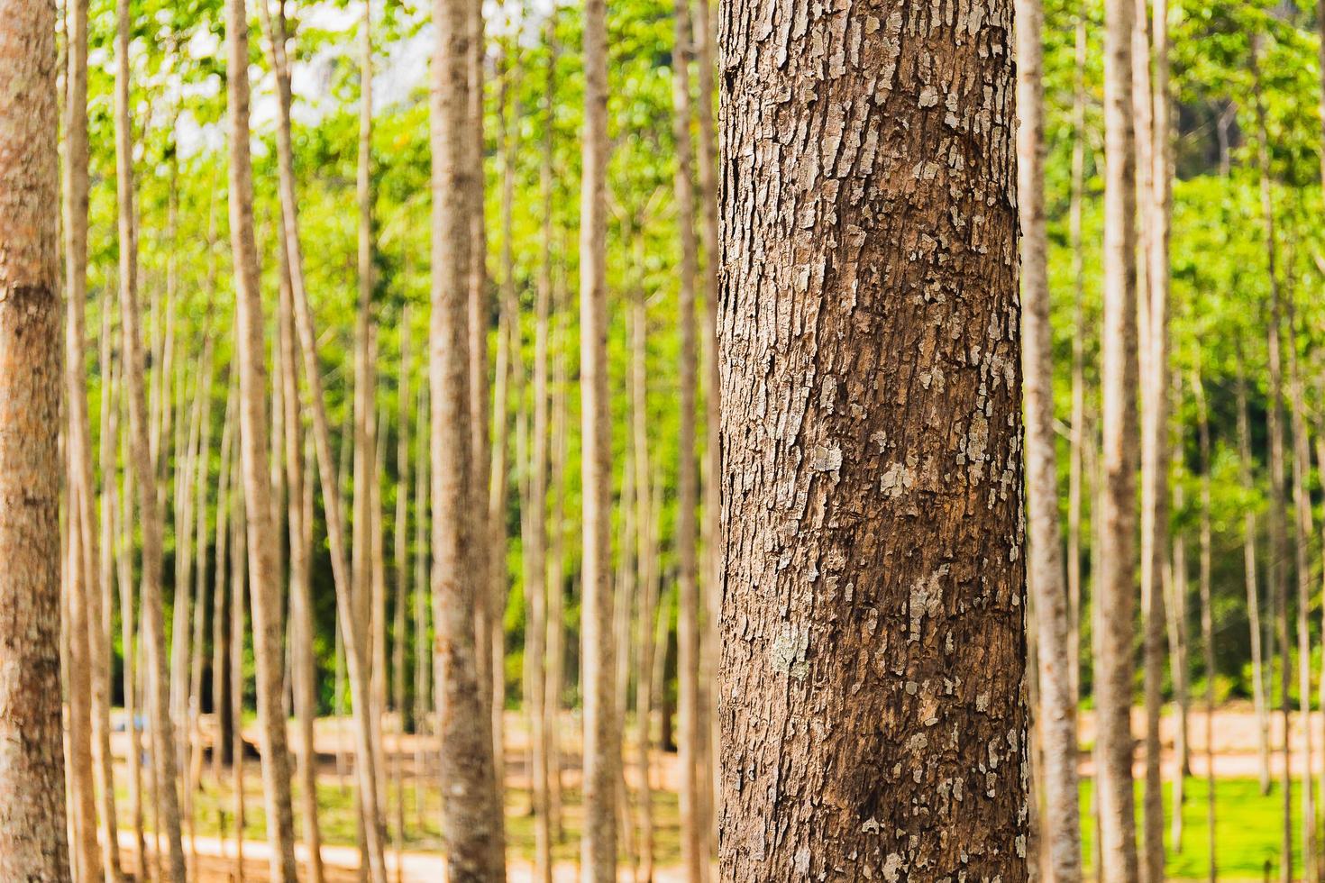 TNatural landscape tree trunk in the forest on sunny day. photo