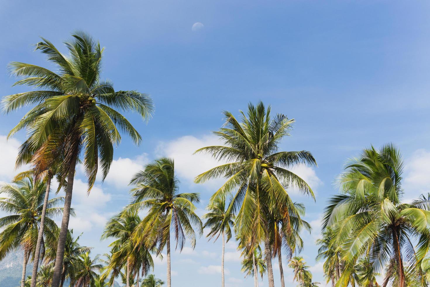 Palmera de coco de paisaje tropical con cielo y fondo de nubes blancas. foto