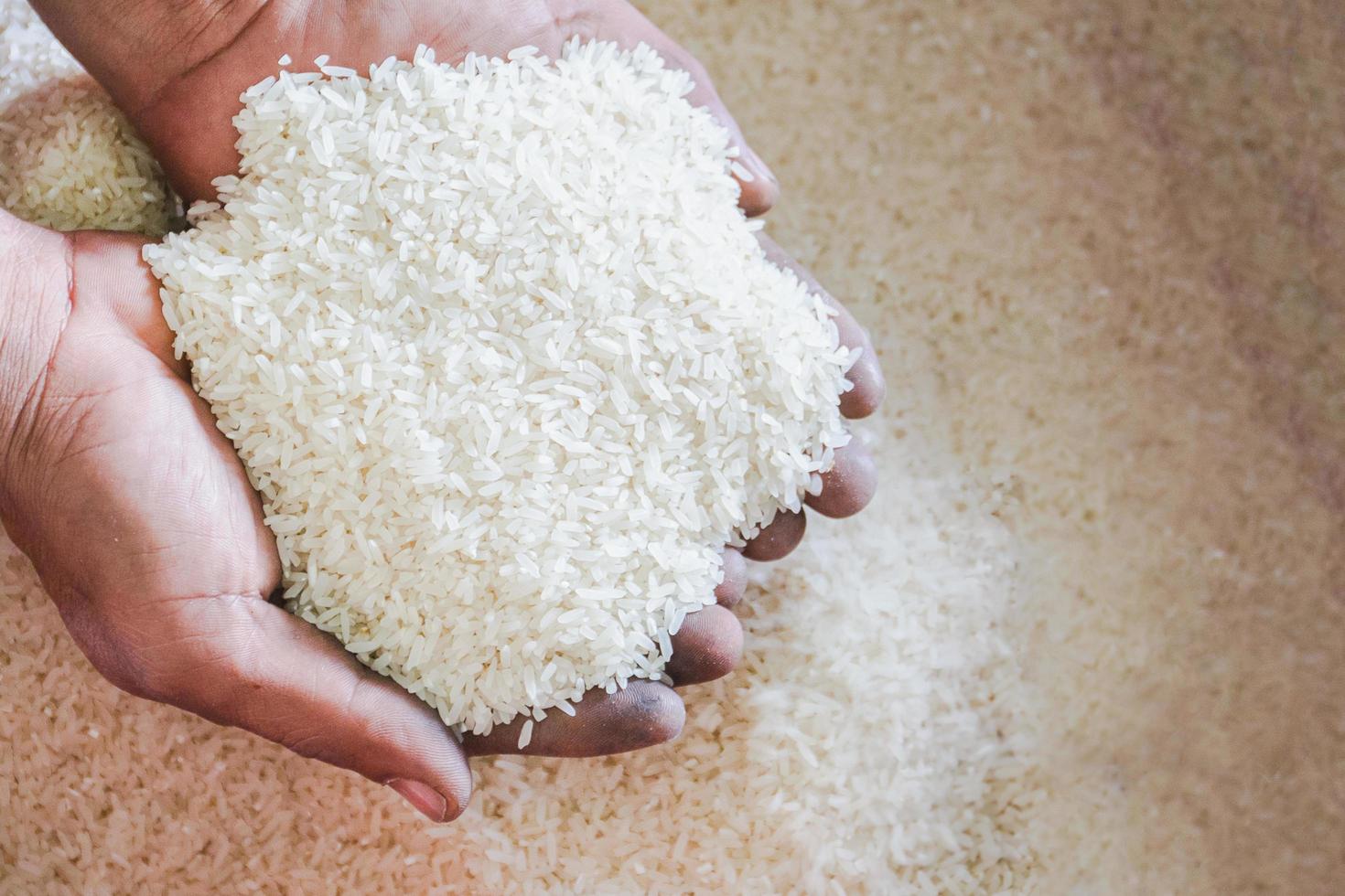 cierre el grano de arroz blanco jazmín crudo en la mano de la agricultura. foto