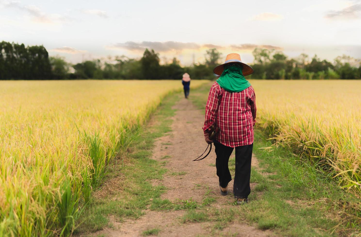 mujer asiática armer caminando en el campo de arroz al atardecer. foto