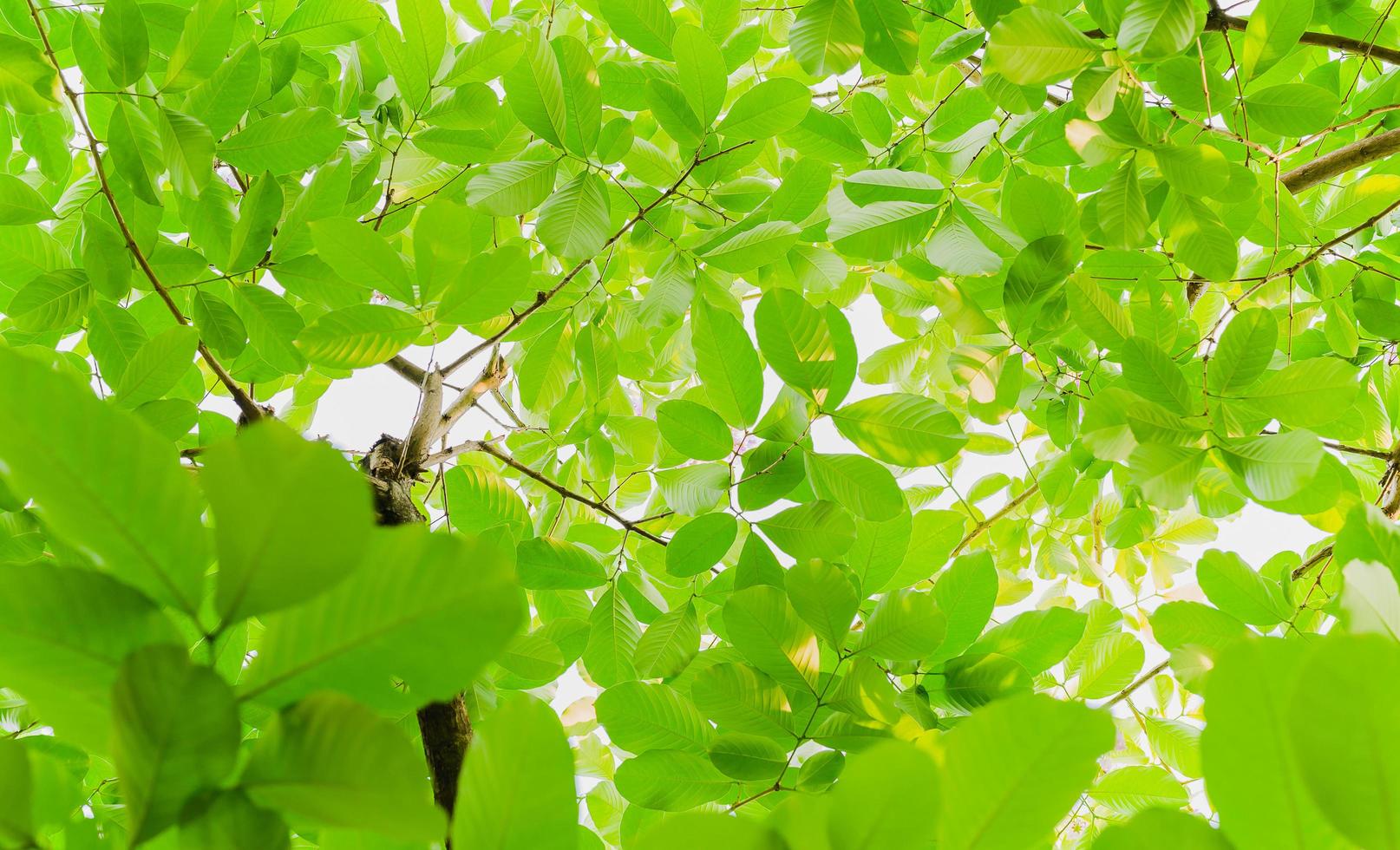 View from bottom green leaves background in tropical forest with sunlight. photo