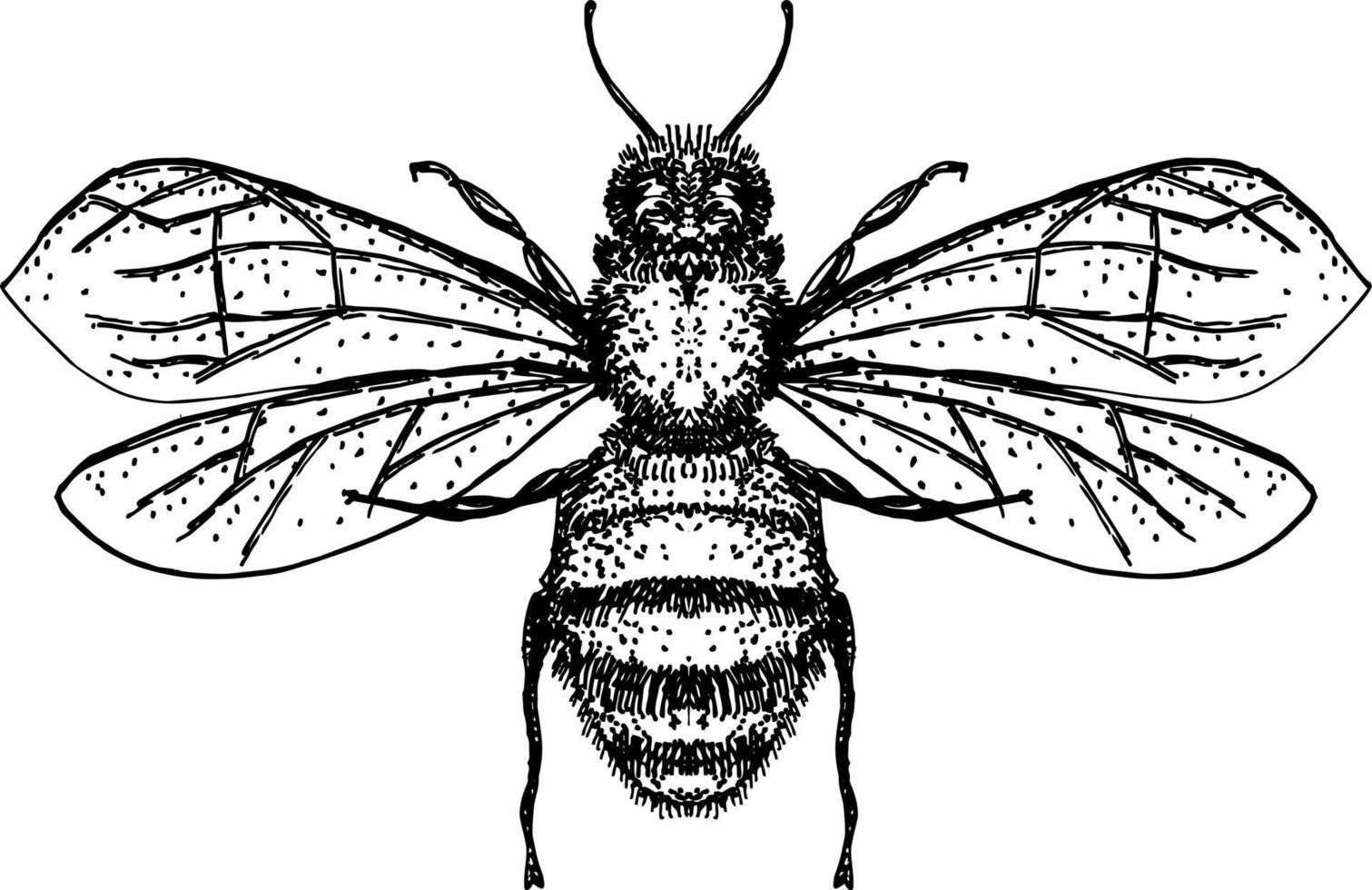 honey bee Sketch engraving illustration of insect vector