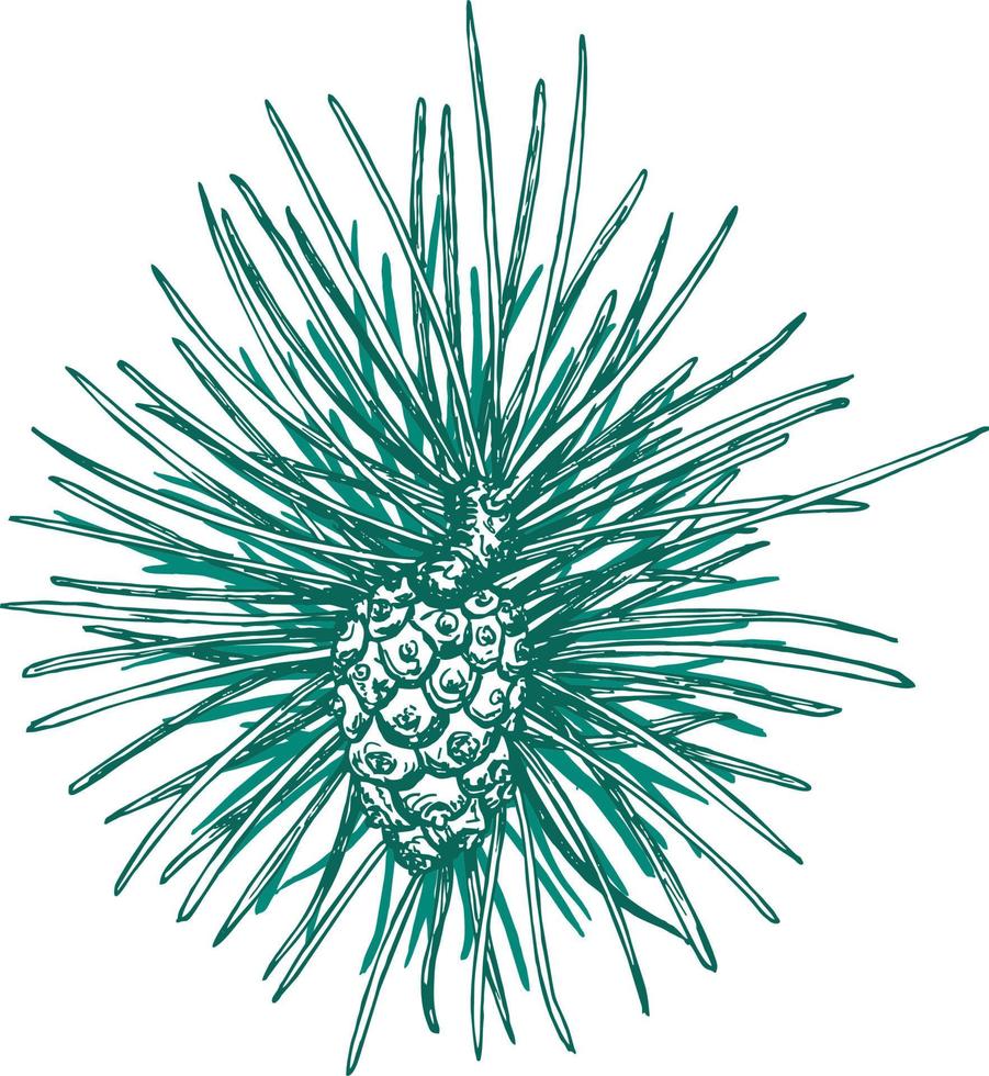 Coniferous branches and pine cones vector