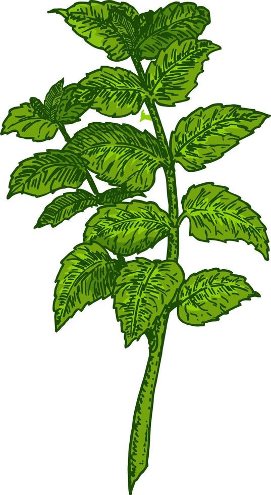 Mint leaves, mint plant. Botanical drawing. Isolated color vector