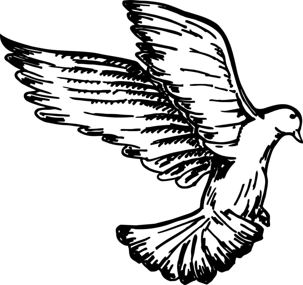 Sketch of pigeon bird flying. Black and white image. Vector sketch of a flying bird. Hand drawn illustration