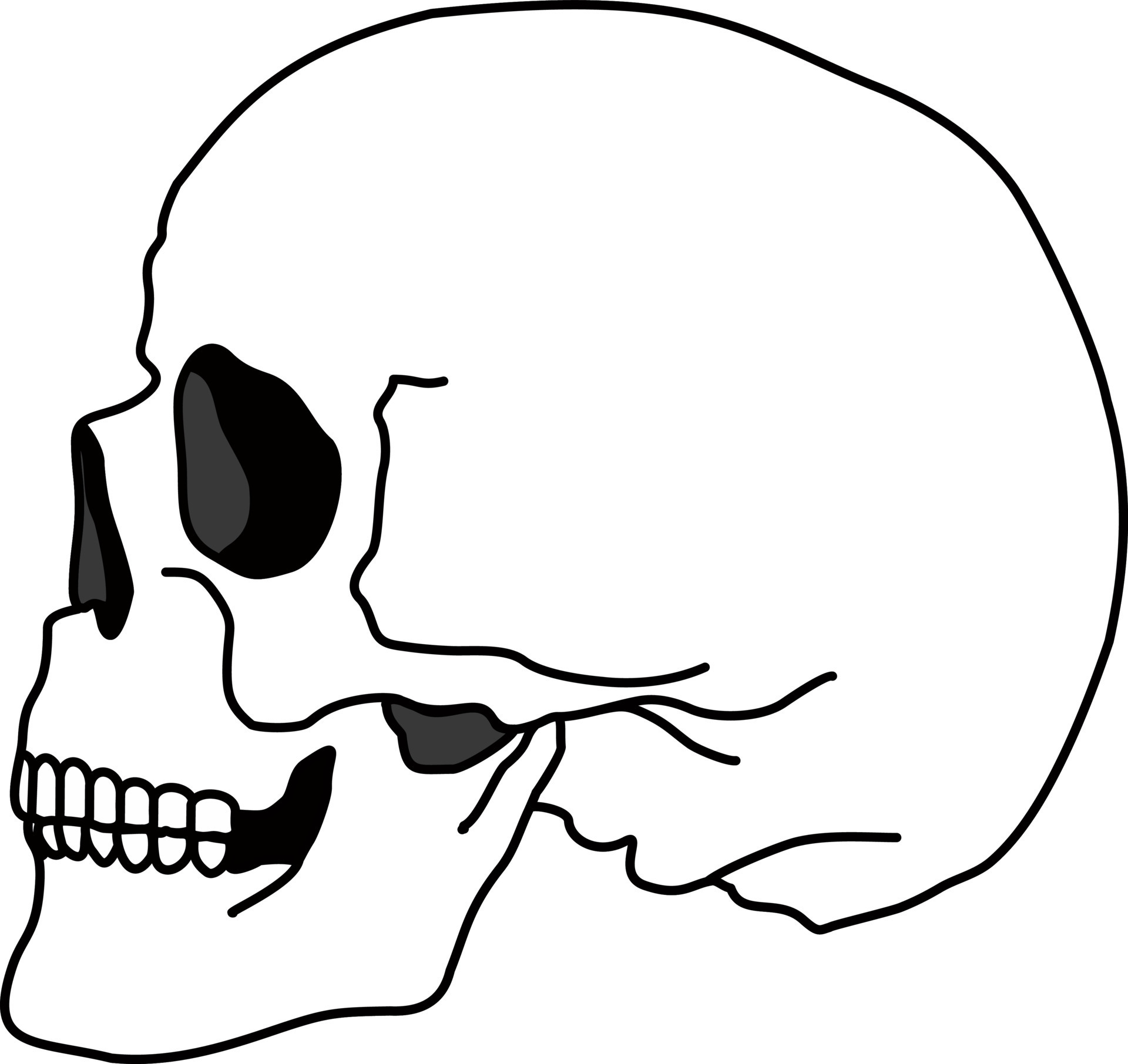 Skull bone face. Side view. Skull icon. Black and white cartoon smiling  cute human skeleton head, vector illustration. Spooky skeleton dead head  sketch 7313233 Vector Art at Vecteezy